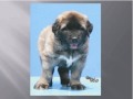 Mary Leonberger Photo 9