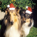 Kelly Collie Photo 15