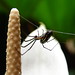 Eduardo Alves Photo 37