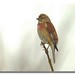 David Linnet Photo 14
