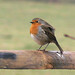 Robin Hatfield Photo 36