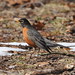 Robin Wharton Photo 16