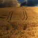 Van Wheat Photo 12