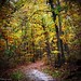 Autumn Wood Photo 42