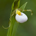 Kent Small Photo 21