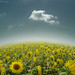 Peter Wolk Photo 20