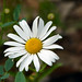 Daisy Monroe Photo 28