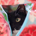 Daisy Gayles Photo 13