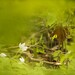Spring Brown Photo 29