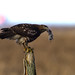 Victor Hawk Photo 34