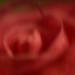 Rose O'Connor Photo 16