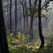 Ray Rudolph Photo 23