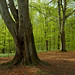Spring Brown Photo 24