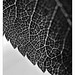 Adam Grau Photo 22