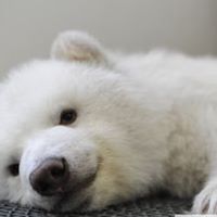 Deyu Hu Photo 1