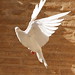 Hamid Najafi Photo 30