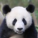 Jie Feng Photo 34