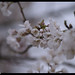 Cherry Flowers Photo 13