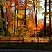 Autumn Wood Photo 39