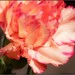 Paula Ripple Photo 8