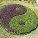 Yin Wong Photo 42