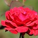 Rose Armstrong Photo 40