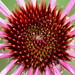 Delton Flowers Photo 2