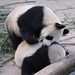 Xia Hu Photo 23