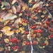 Martin Strauch Photo 16
