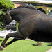 Ron Turcotte Photo 27