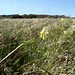 April Meadows Photo 38