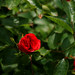 Rose Waltz Photo 22