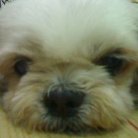 Athena Cheng Photo 11
