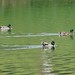 Thomas Mallard Photo 25
