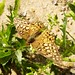 Claudia Cotton Photo 15