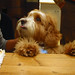 Harvey Sweet Photo 17