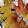 Joann Fischer Photo 11