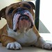 Max English Photo 25