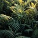 Fern Wood Photo 27