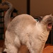 Julia Fang Photo 26
