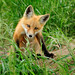 A Fox Photo 34