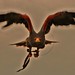 Shane Hawk Photo 25