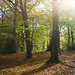 Autumn Wood Photo 43