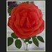 David Hicken Photo 17