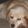 Vickie Brown Photo 16