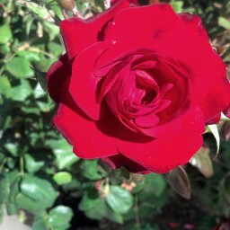 Rose Armenta Photo 6