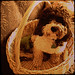 Lizzie Little Photo 26