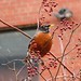 Robin Means Photo 29