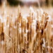 David Lynde Photo 14