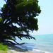 Ann Beach Photo 23